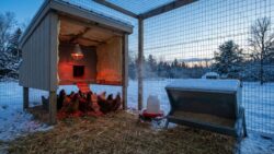 This winter, your hens face real danger without these 4 vital protections