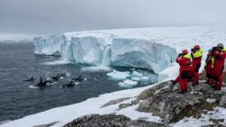 Emergency declared in Greenland as researchers spot orcas breaching near melting ice shelves