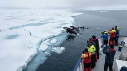 Emergency declared in Greenland after researchers spot orcas breaching unusually close to melting ice shelves