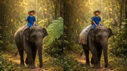 Spot the Difference Puzzle: Identify 3 Changes in the Boy Riding an Elephant Images