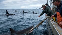Fishermen report sharks biting their anchor lines just moments after orcas surrounded their boat in a tense marine encounter