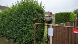 From February 15, hedges exceeding 2 meters in height and located less than 50 cm from a neighbor’s property will have to be trimmed or face penalties