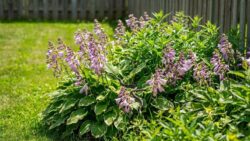 Experts expose the common garden flower that secretly attracts snakes and turns peaceful yards into dangerous summer snake havens