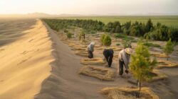 By planting over 1 billion trees since the 1990s, China has slowed desert expansion and restored degraded land
