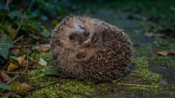 What is a hedgehog’s cry called?