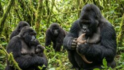 An almost impossible event has just happened among mountain gorillas