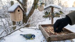 Every winter, tits freeze to death: here’s how one simple habit can protect them