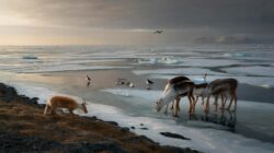 Meteorologists warn early February Arctic anomalies push animal ecosystems toward a biological tipping point, scientists alarmed